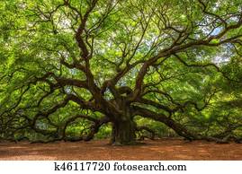Angel Oak Tree In South Carolina Angel Oak Tree In South Carolina