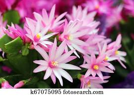 cactus flower cactus flower