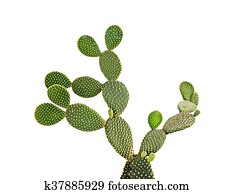 Cactus Cactus