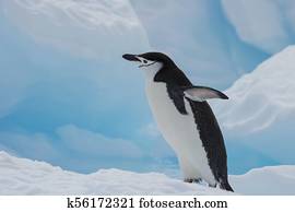 Chinstrap Penguin on the ice