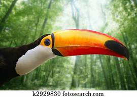 Kee billed Toucan bird colorful