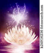 magical water lily in the night magical water lily in the night