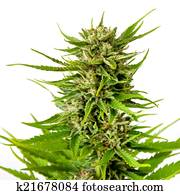 marijuana, broto, isolado, branco, fundo