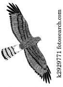 Northern Harrier Northern Harrier