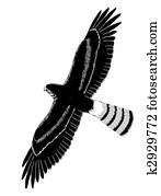 Northern Harrier Northern Harrier