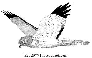 Northern Harrier Northern Harrier