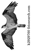 Osprey Osprey