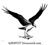 Osprey Osprey
