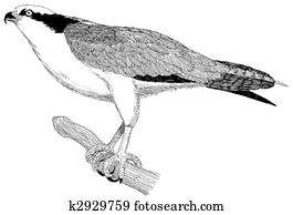 Osprey Osprey
