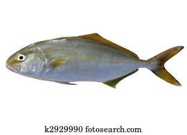 Seriola dumerili fish greater amberjack fish