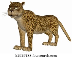 Toon Leopard Toon Leopard
