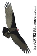 Turkey Vulture Turkey Vulture