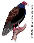 Turkey Vulture Turkey Vulture
