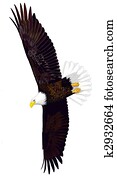 Bald Eagle Bald Eagle