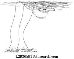 Bull Kelp Bull Kelp