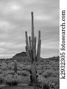 Saguaro Cactus Saguaro Cactus