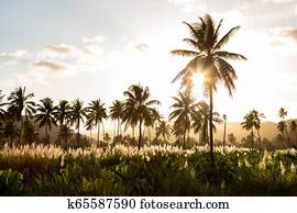 Sunset on coconut and sugar canne plantation near Achada Fazenda in Santiago Island  in Cape Verde - Cabo Verde