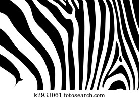 zebra zebra