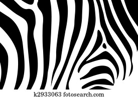zebra zebra