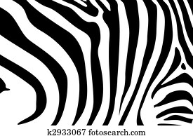 zebra zebra