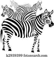 zebra