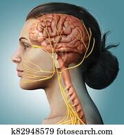 3d, השב, medically, מדויק, דוגמה, של, a, נקבה, מוח, אנטומיה