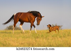 Dog and horse Dog and horse