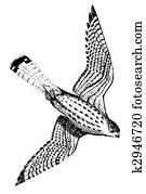 Eurasian Kestrel