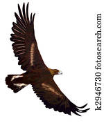 Golden Eagle Golden Eagle