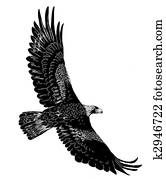Golden Eagle Golden Eagle