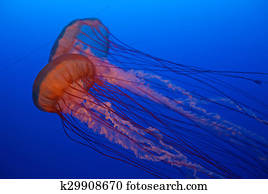 Jellyfish Jellyfish
