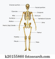 Skeleton Skeleton