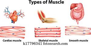 tipos, de, músculo