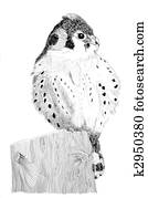 American Kestrel