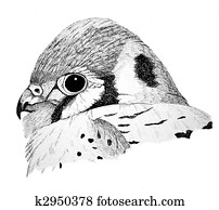 American Kestrel