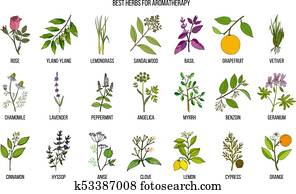 Best herbs for aromatherapy Best herbs for aromatherapy