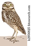 Burrowing Owl Burrowing Owl