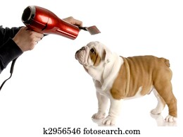 dog grooming - hands brushing nine week old english bulldog dog grooming - hands brushing nine week old english bulldog