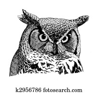 grande coruja horned