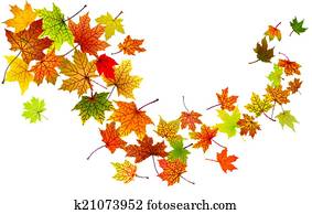 Maple leaves falling Maple leaves falling