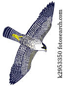 Peregrine Falcon Peregrine Falcon