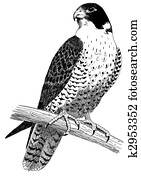 Peregrine Falcon Peregrine Falcon