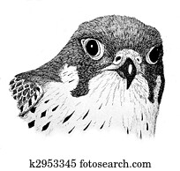 Peregrine Falcon Peregrine Falcon