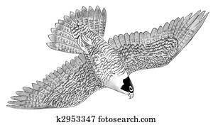Peregrine Falcon Peregrine Falcon