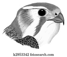 Prairie Falcon Prairie Falcon
