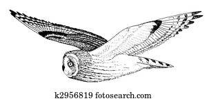Short-eared Owl Short-eared Owl