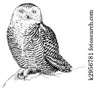 Snowy Owl Snowy Owl