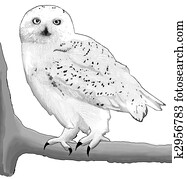 Snowy Owl Snowy Owl