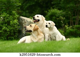 Three white dogs Three white dogs