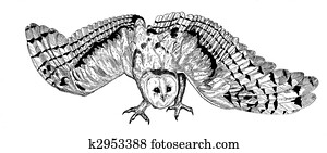 ינשוף של רפת